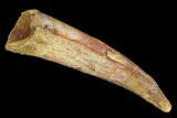 Pterosaur (Siroccopteryx) Tooth - Morocco #127654-1